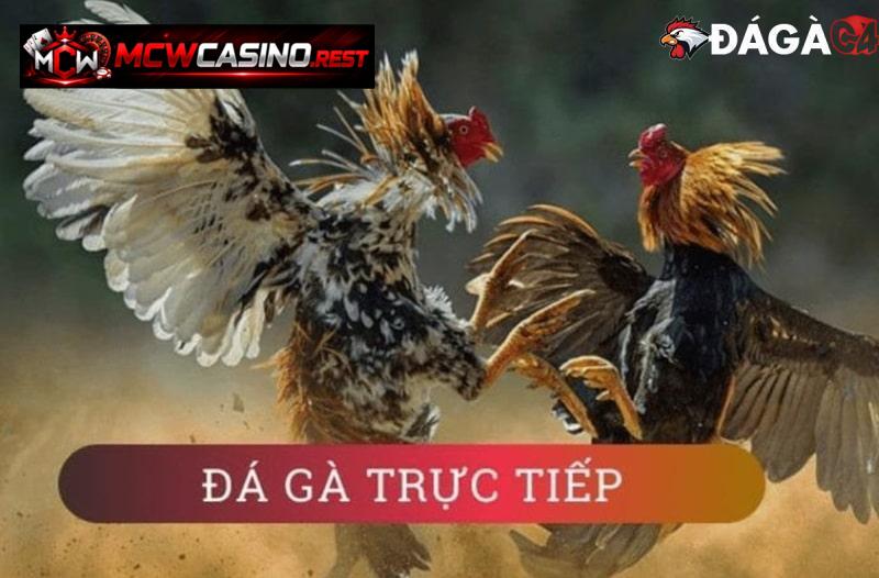 live đá gà