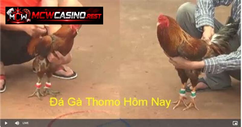 live đá gà